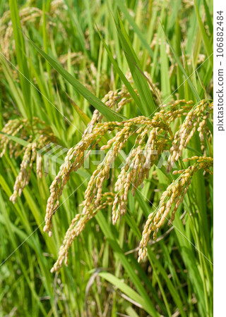 秋天的果實（Rice Ino） 106882484