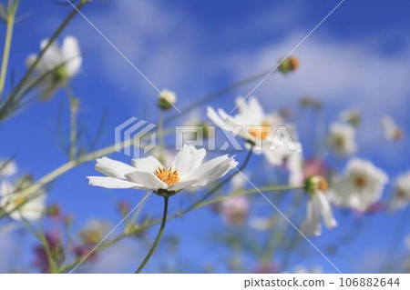 Cosmos shining in the blue sky 106882644