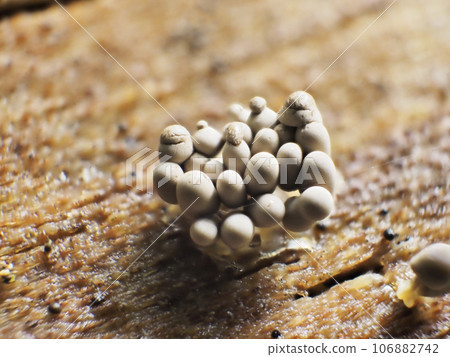 粘泥模具 106882742