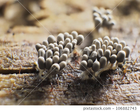 粘泥模具 106882743