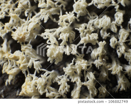 粘泥模具 106882749