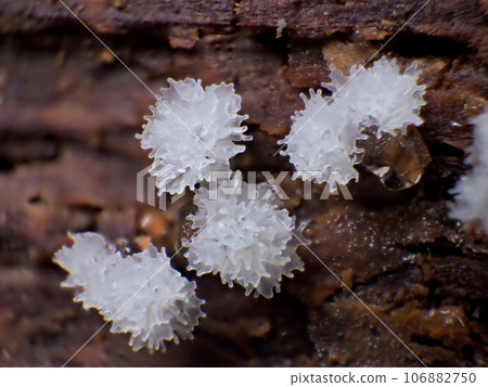 粘泥模具 106882750