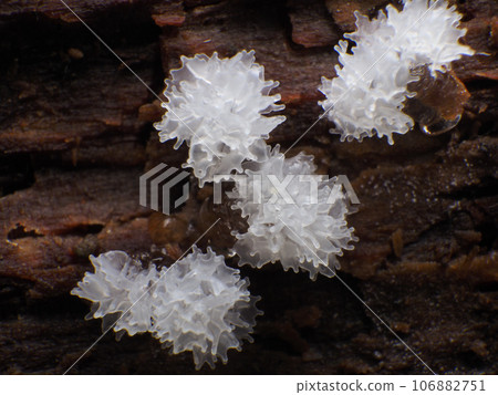 粘泥模具 粘泥模具 106882751