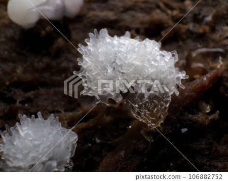 粘泥模具 106882752