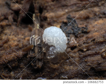 粘泥模具 106882753