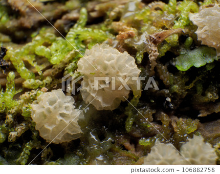 粘泥模具 106882758