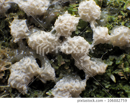 粘泥模具 106882759