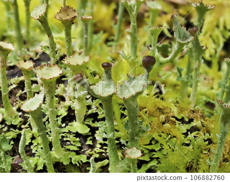 地衣、鶯苔 地衣、鶯苔 106882760