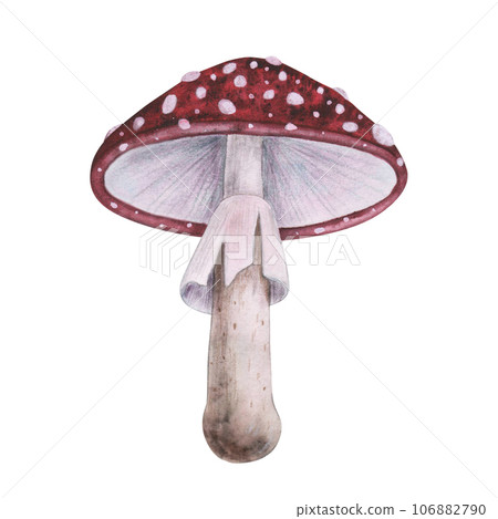 Red fly agaric with magical texture isolated on white background. Watercolor hand drawn amanita poison mushroom sketch iIllustration. Art design witchcraft halloween witch decoration, greeting card 106882790