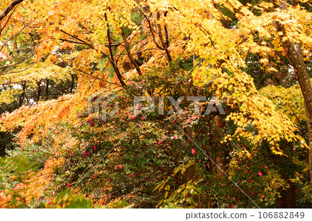 Photographing the autumn leaves of Baeksaiji, one of the three mountains of Koto, Shiga Prefecture Photographing the autumn leaves of Baeksaiji, one of the three mountains of Koto, Shiga Prefecture 106882849
