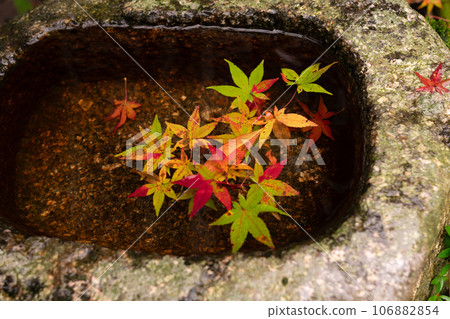 拍攝滋賀縣江東三山之一的百濟山的秋葉 106882854