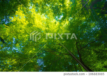 福井 夏天美麗的楓葉和陽光色彩 永平寺 106883085