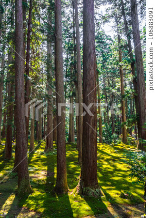 Fukui Heisenji Hakusan Shrine beautiful moss garden and summer sunshine 106883091