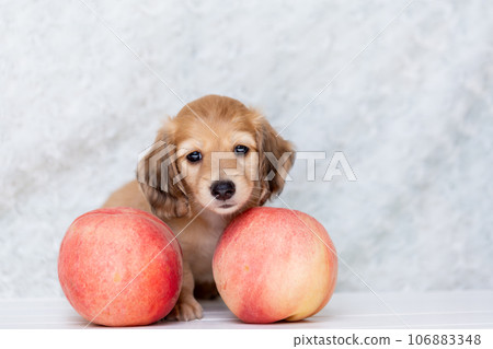 Puppy Kaninhen Dachshund Puppy Kaninhen Dachshund 106883348