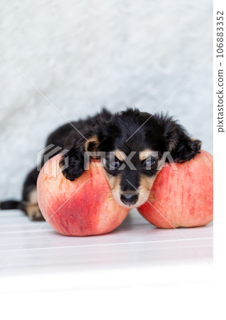 Puppy Kaninhen Dachshund 106883352