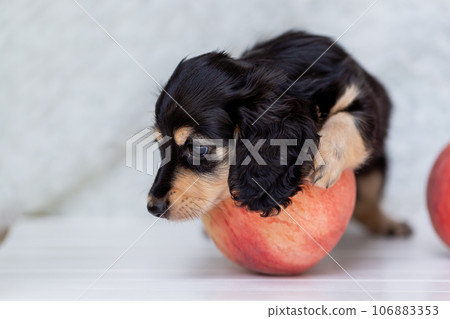 Puppy Kaninhen Dachshund Puppy Kaninhen Dachshund 106883353