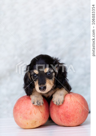 Puppy Kaninhen Dachshund 106883354