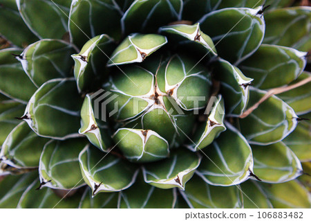 Queen Victoria cactus top view. Symmetrical, rosette of green foliage. Succulent home plant growing in a woods, forest, garden. Green agave plants outdoors. Wild growing evergreen plants succulents 106883482