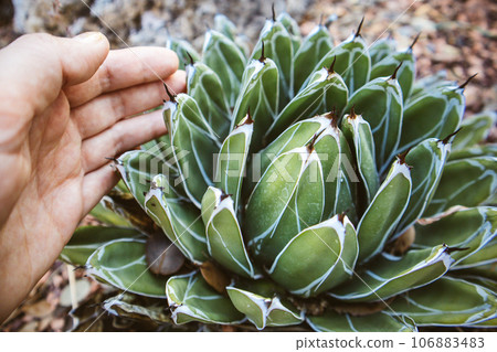 Queen Victoria cactus top view. Female hand touching gently a small, symmetrical, rosette of dark green foliage. Succulent home plant growing in a woods, forest, garden. Green agave plants outdoors. 106883483