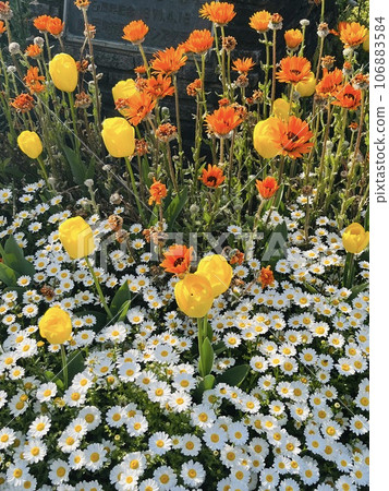 鬱金香花田 鬱金香花田 106883584