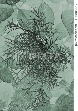 illustration houseplant dog fennel illustration houseplant dog fennel 106883637