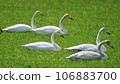 five swans in the field 106883700