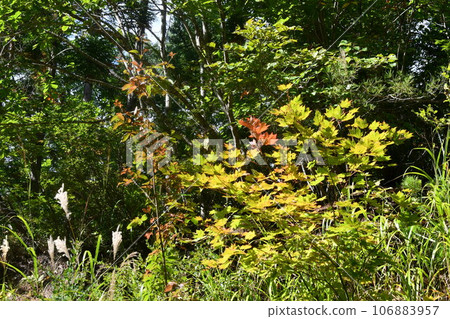 西向沼附近的茂密森林開始變成紅色。 106883957