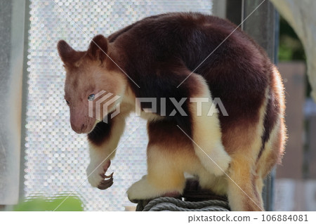 Sedge ki Novoli kangaroo 106884081