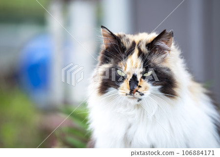 Stray cat simple image 106884171