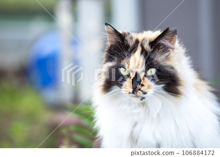 cat gaze simple image 106884172
