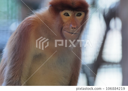 Monza monkey Monza monkey 106884219