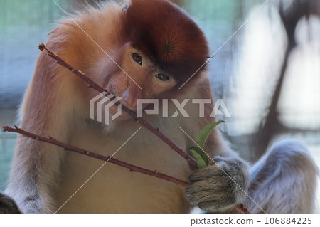 Monza monkey 106884225