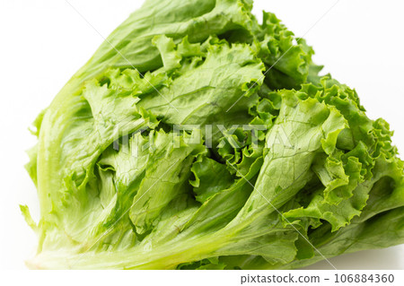 葉生菜 106884360