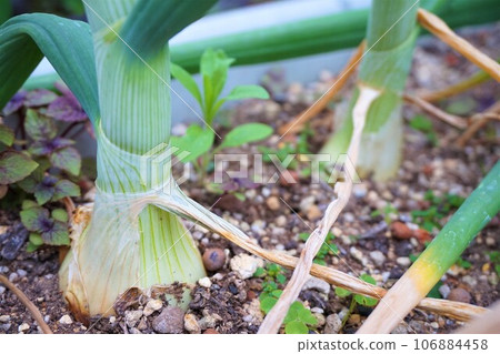 Onion Onion Home garden Onion Onion Home garden 106884458