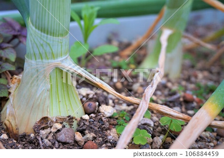 Onion Onion Home garden Onion Onion Home garden 106884459