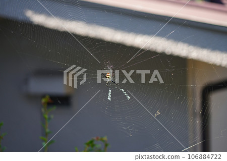 Spider 106884722