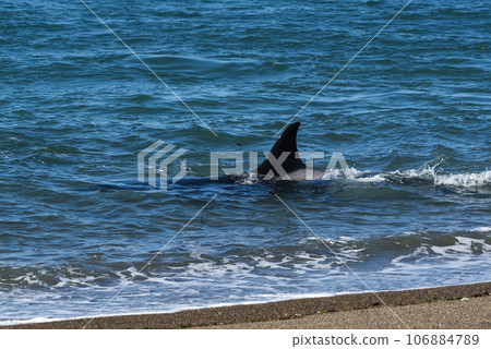 Orca hunting sea lions, Punta Norte Nature reserve, Peninsula Valdes, Patagonia Argentina 106884789