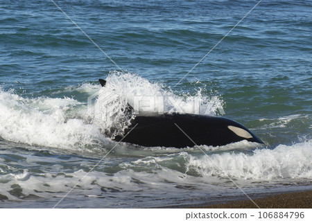 Orca hunting sea lions, Punta Norte Nature reserve, Peninsula Valdes, Patagonia Argentina 106884796