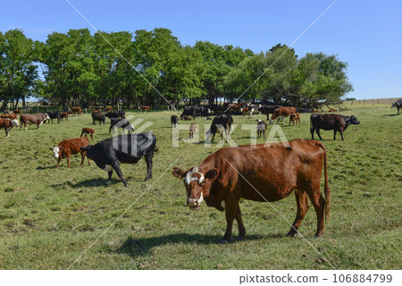 Group of cows looking at the camera, Buenos Aires Province, Argentina 106884799