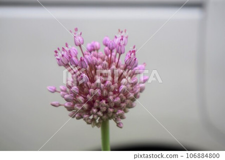 大蒜花大蒜 106884800