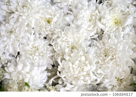 Hanatemizu 106884817