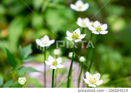 Nagano Prefecture's Northern Alps Harinoki Circuit Climb Climbing Harinoki Sawa - Plum beetle blooming in Harinokizawa Nagano Prefecture's Northern Alps Harinoki Circuit Climb Climbing Harinoki Sawa - Plum beetle blooming in Harinokizawa 106884819