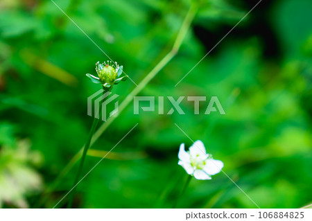 Nagano Prefecture's Northern Alps Harinoki Circuit Climb Climbing Harinoki Sawa - Plum beetle blooming in Harinokizawa 106884825