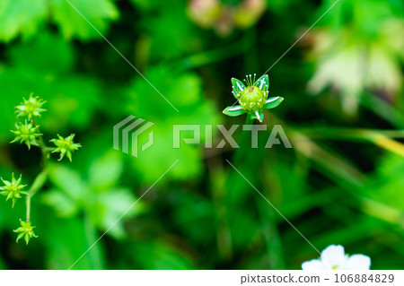 Nagano Prefecture's Northern Alps Harinoki Circuit Climb Climbing Harinoki Sawa - Plum beetle blooming in Harinokizawa Nagano Prefecture's Northern Alps Harinoki Circuit Climb Climbing Harinoki Sawa - Plum beetle blooming in Harinokizawa 106884829