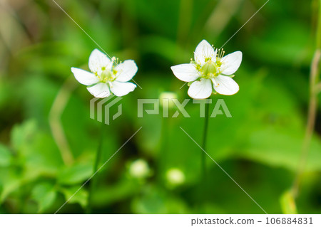 Nagano Prefecture's Northern Alps Harinoki Circuit Climb Climbing Harinoki Sawa - Plum beetle blooming in Harinokizawa 106884831