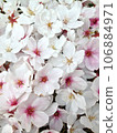 Cherry blossoms full of screens 106884971