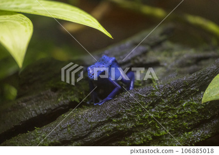 blue poison frog blue poison frog 106885018