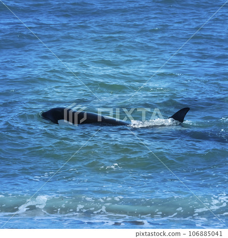 Orca hunting sea lions, Punta Norte Nature reserve, Peninsula Valdes, Patagonia Argentina 106885041