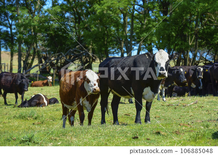 Group of cows looking at the camera, Buenos Aires Province, Argentina Group of cows looking at the camera, Buenos Aires Province, Argentina 106885048