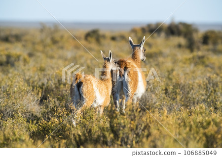 Guanaco mother and baby , Peninsula Valdes,Patagonia, Argentina. 106885049